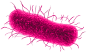 牙周病菌a