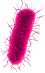 牙周病菌c